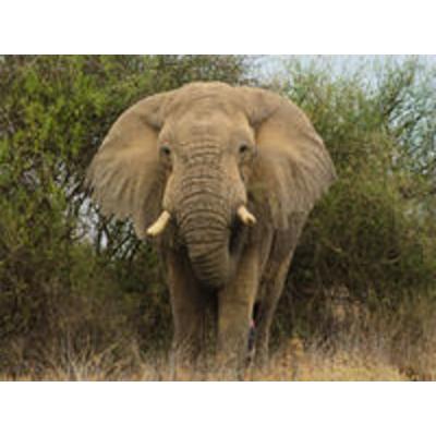 CALVENDO Puzzle Elefant 1000 Teile Puzzle quer | 1000 Teile Lege-Größe 64 × 48 cm Foto-Puzzle für glückliche Stunden