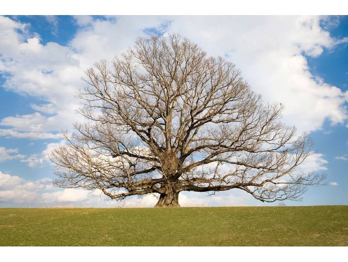 Papermoon Baum in Landschaft