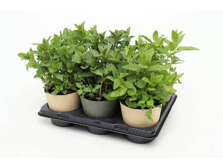 Kräuterset Bio Minzmix 6er UT