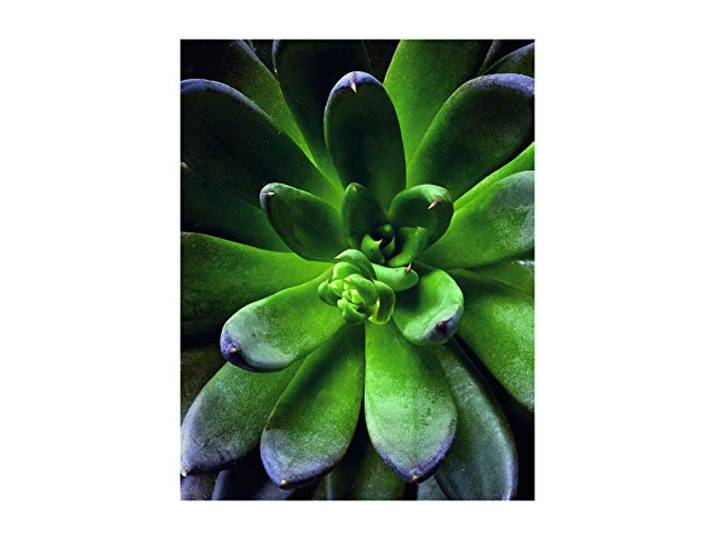 Komar Wandbild Succulent Single Poster, Bild, Wohnzimmer, Schlafzimmer, Dekoration, Kunstdruck ohne Rahmen P048-40x50 Größe: 40 x 50 cm (Breite x Höhe)