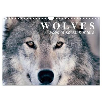 Wolves • Faces of social hunters (Wall Calendar 2026 DIN A4 landscape), CALVENDO 12 Month Wall Calendar
