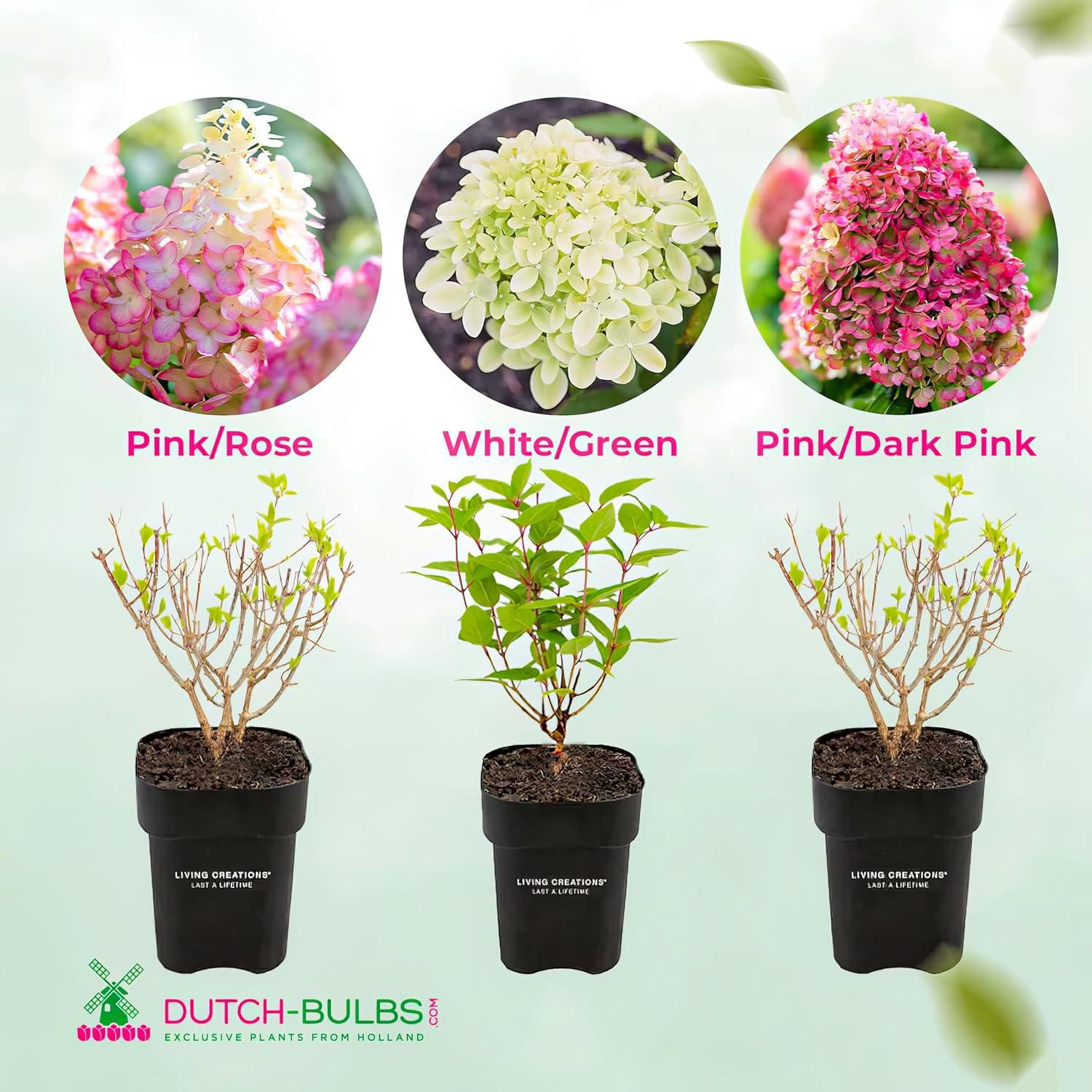 Winterharde Hortensia Paniculata Collectie - 3 stuks - Dutch Bulbs