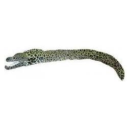 Dubi Murena ciemna 110cm 32935 (60689238)