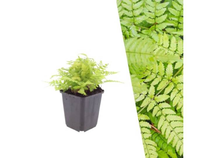 Plants by Frank Dryopteris Filix-Mas, 60x Wurmfarn Pflanzen, Ø 9 cm Wurmfarn Pflanzen, Winterhart, Farne, Gartenpflanzen, Schattenpflanzen, Topf 9 cm, Höhe: 15 cm