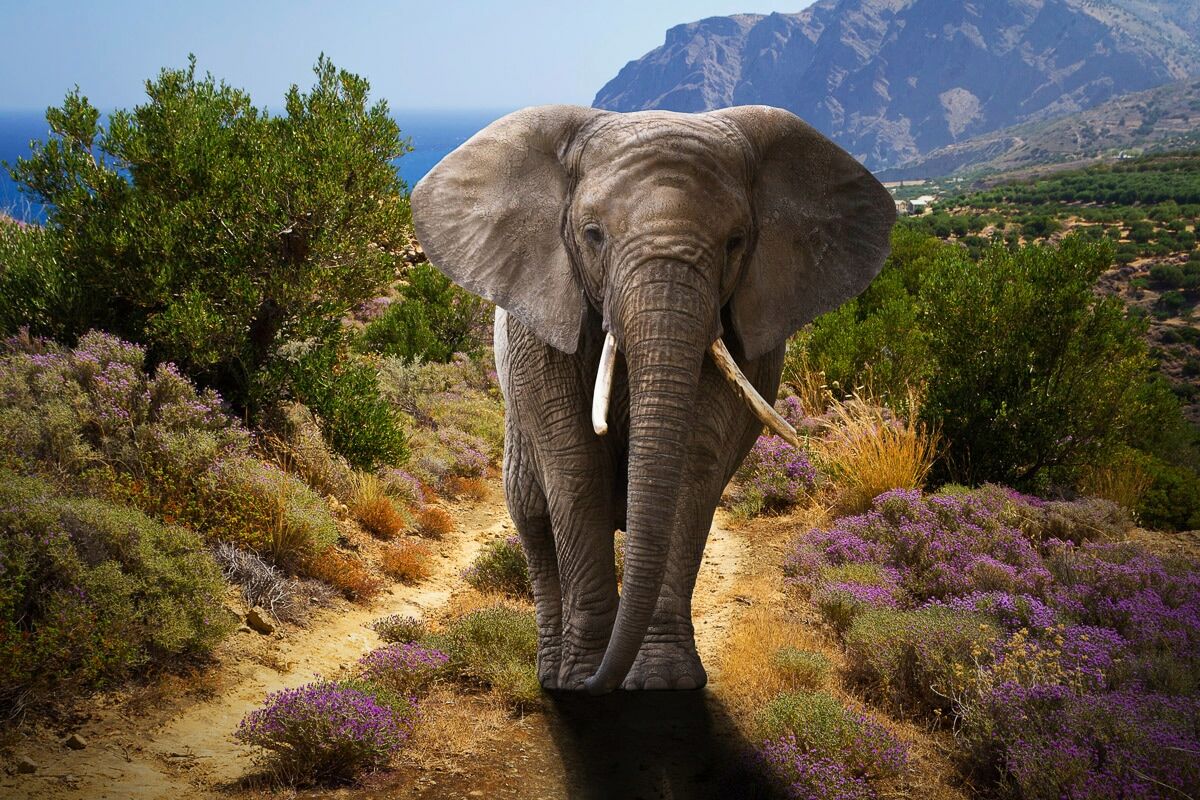 Fototapete PAPERMOON "ELEFANT-NATUR AFRIKA SAFARI TIERE ELEFANTEN LANDSCHAFT", bunt, B:4,5m L:2,8m, Vlies, Tapeten, Fototapete bunt B/L: 4,5m x 2,8m, Bahnen: 9 Stk.