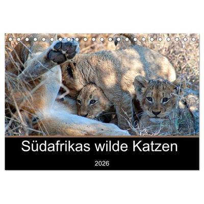 Südafrikas wilde Katzen (Tischkalender 2026 DIN A5 quer), CALVENDO Monatskalender