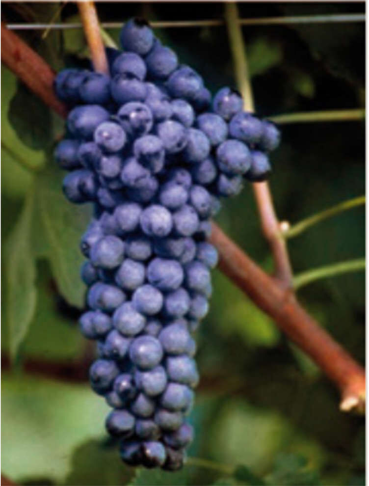 Vivai Rauscedo Barbatella Syrah (10 pezzi)