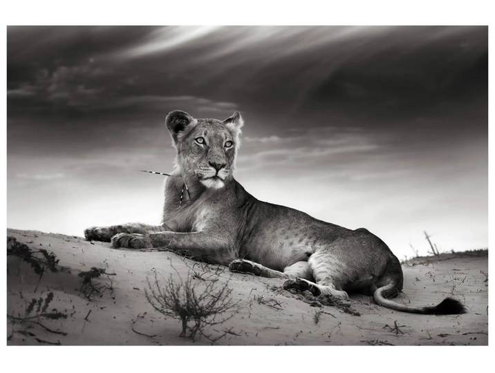 Digitaldruck auf Glas Löwin image LAND