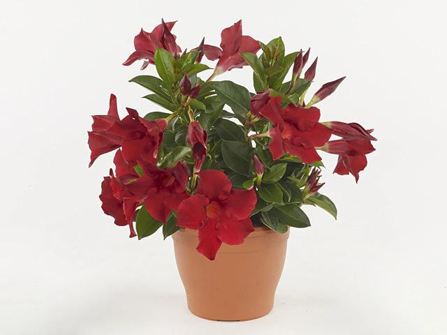 Junavera Mandevilla Rio Deep Red Dipladenia met dieprode bloemen, Hoogte: 30 cm, Potdiameter: 12 cm