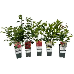 Tchibo - Bunte Blühhecke - weiß