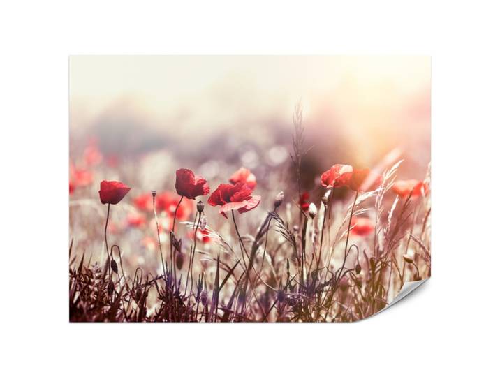 FOTOTAPETE für Esszimmer Feldblumen Rote Mohnwiese Sonne 200x140