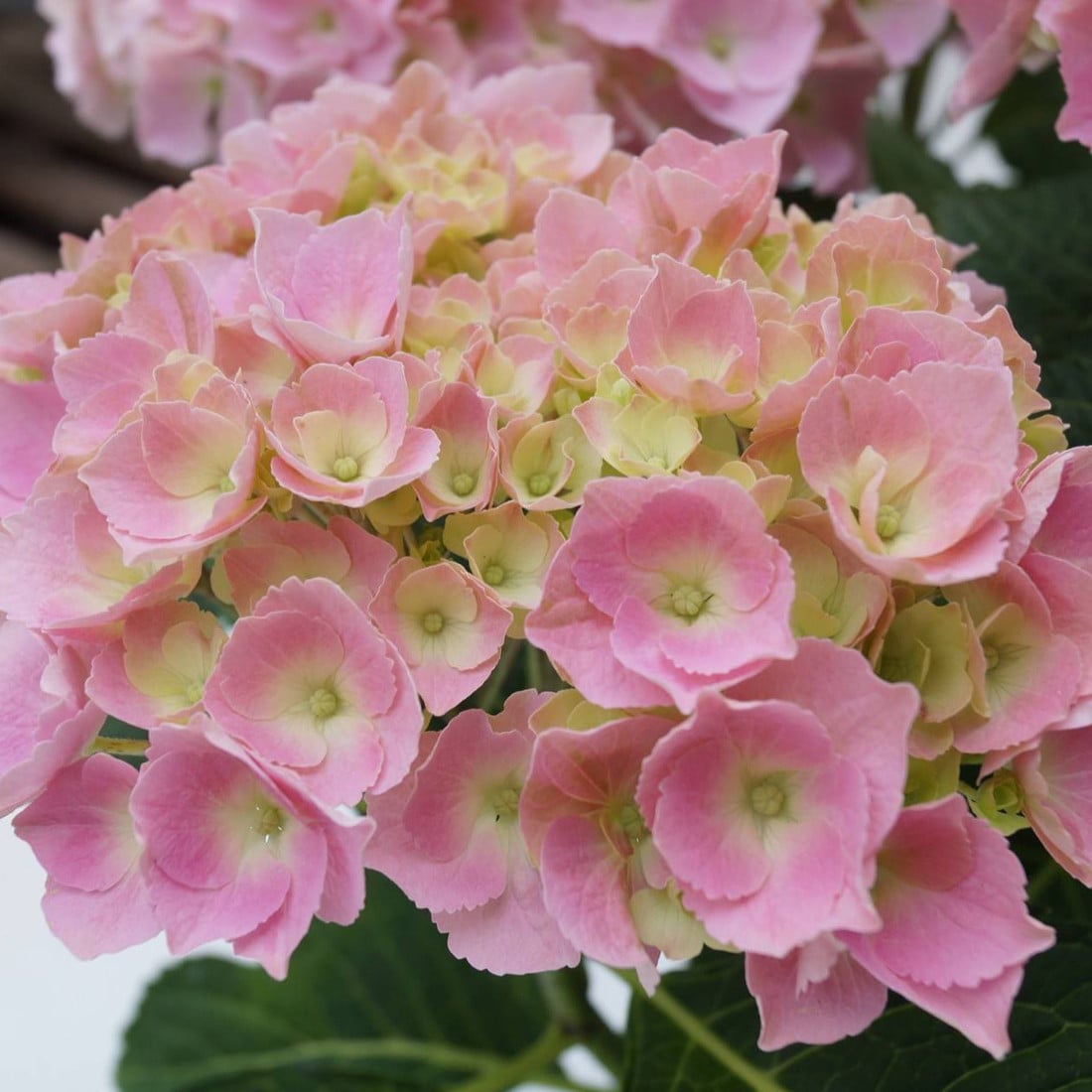 2 x Hortensia Hydrangea macrophylla Bodensee in pot