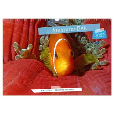 Anemonefish - always busy - always on the move (Wall Calendar 2027 DIN A3 landscape), CALVENDO 12 Month Wall Calendar