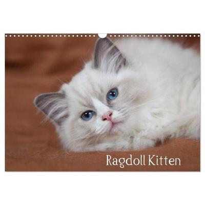 Ragdoll Kitten (Wandkalender 2027 DIN A3 quer), CALVENDO Monatskalender