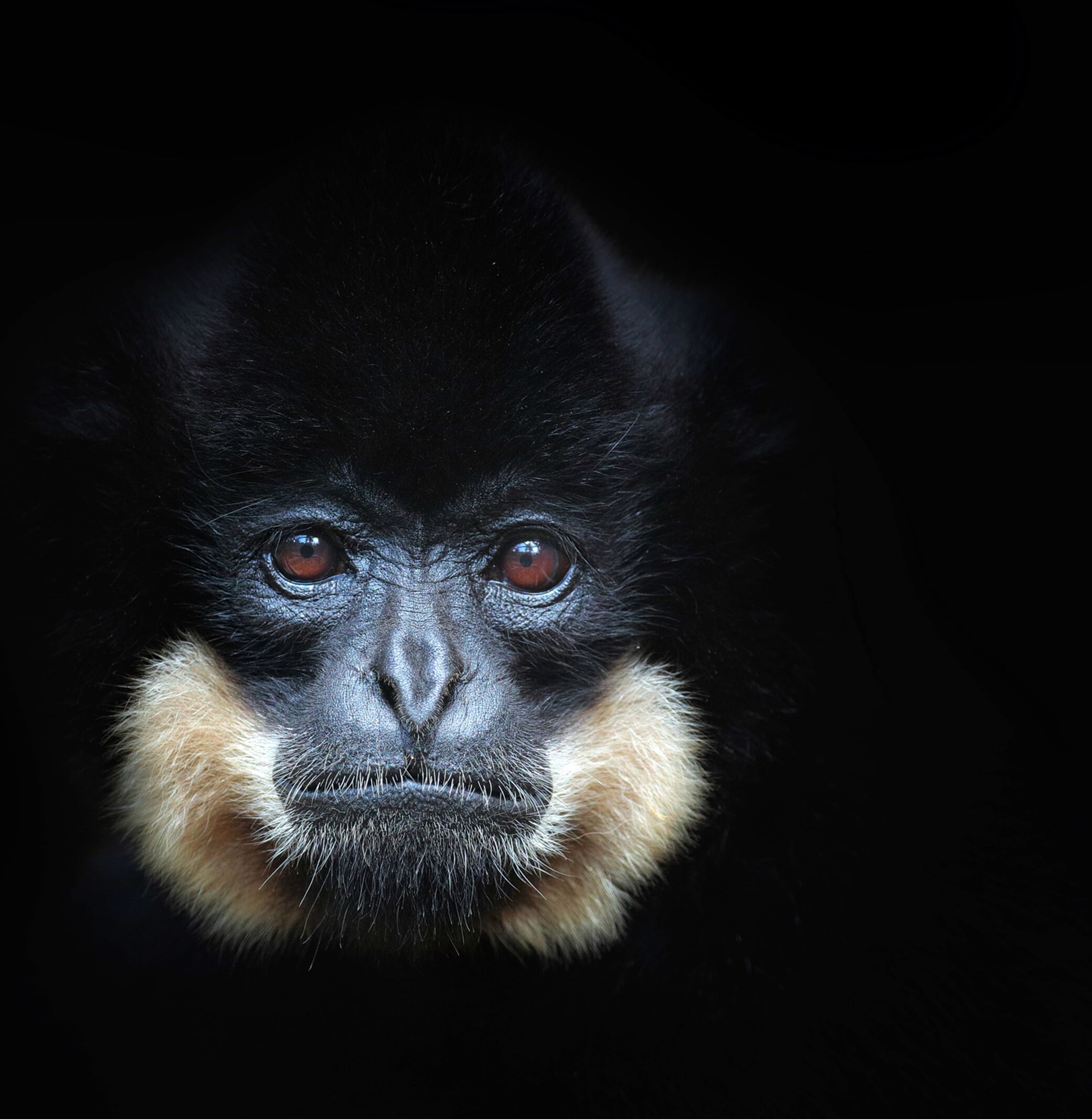 Fototapete PAPERMOON "GELBERCHEEKED GIBBON-MENSCHEN AFFE VIETNAM PORTRÄT", bunt, B:5m L:2,8m, Vlies, Tapeten, Fototapete bunt B/L: 5m x 2,8m, Bahnen: 10 Stk.