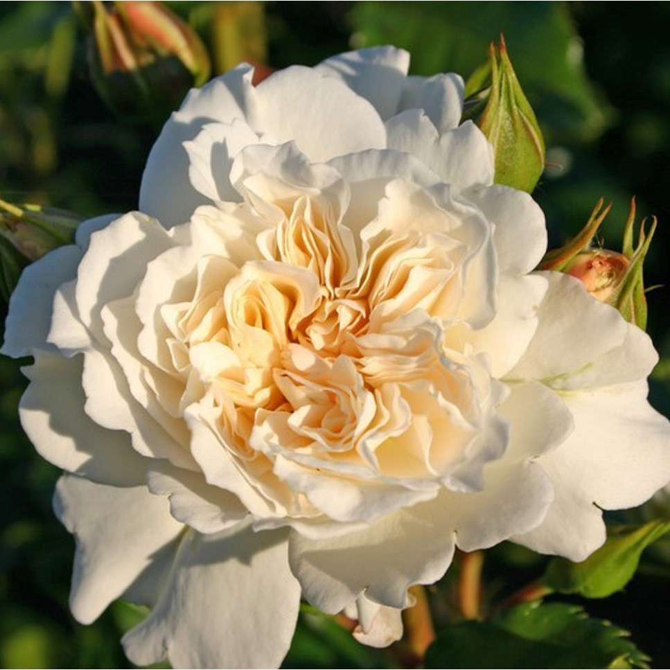 Kordes roos Rosa Petticoat