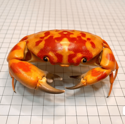 Inspire Picks Real Crab Specimen Display Handcrafted Natural Collector Decor With Custom Options without Cover 3