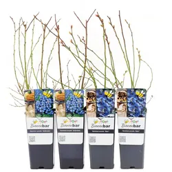Tchibo - Blaubeeren - lila