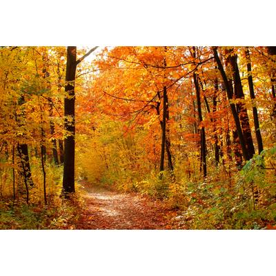 Fototapete PAPERMOON "Autum Forest", bunt, B:2,5m L:1,86m, Vlies, Tapeten