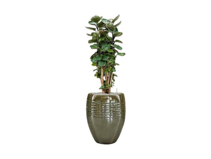 Pflanzen Arrangement „Aralia Fabian in Traces“, Höhe 140-150 cm Keramik Baq Design
