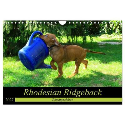 Rhodesian Ridgeback - Schnappschüsse - (Wandkalender 2027 DIN A4 quer), CALVENDO Monatskalender