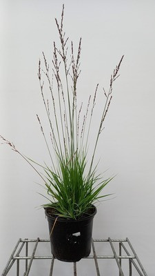 6 x Molinia caerulea Heidezwerg pijpenstengelhout, pot van 9 x 9 cm, GRDplanten