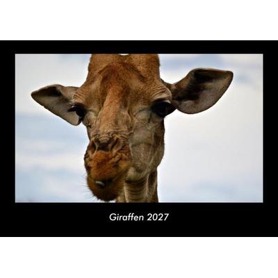Giraffen 2027 Fotokalender DIN A3