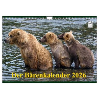 Der Bärenkalender 2026 (Wandkalender 2026 DIN A4 quer), CALVENDO Monatskalender