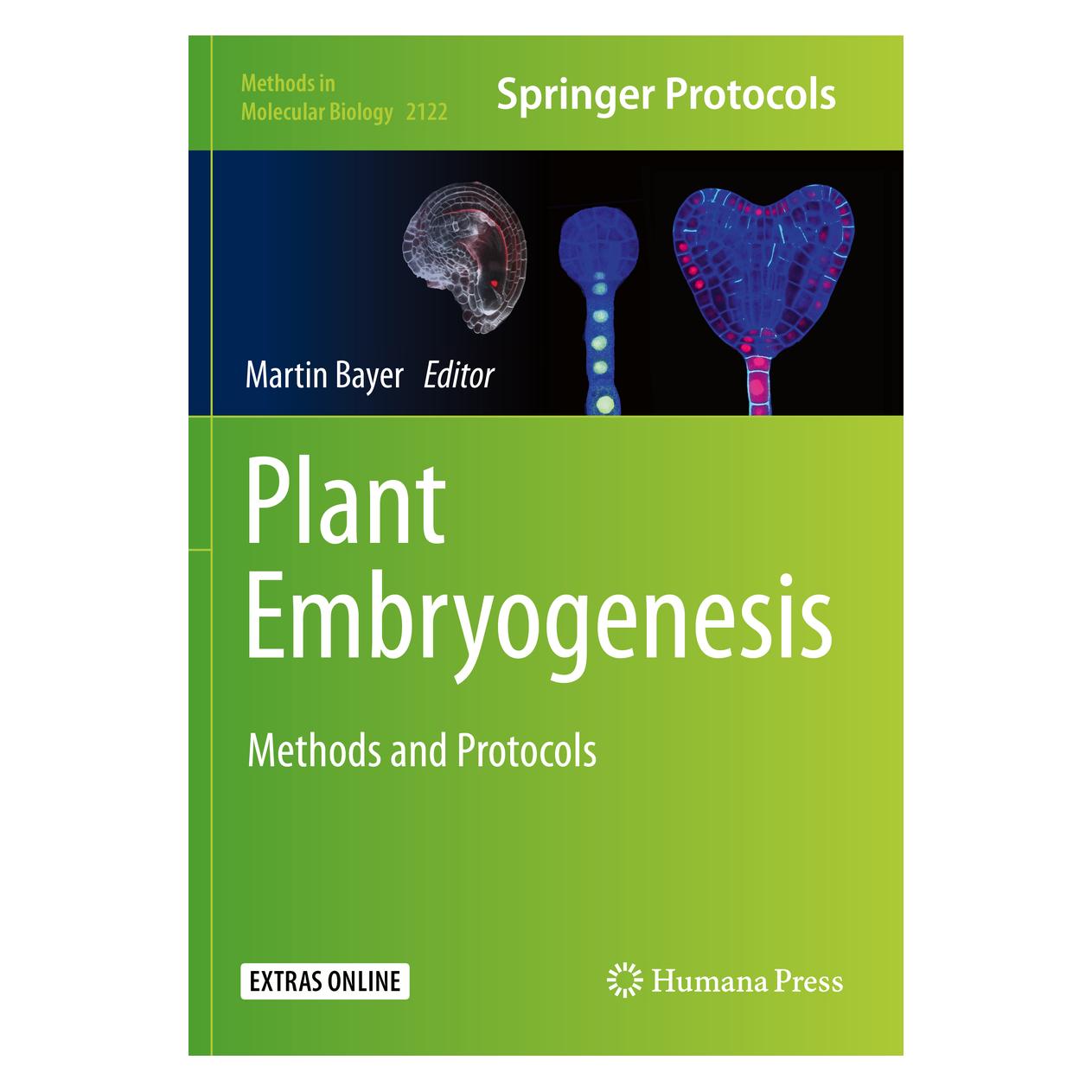 Springer Plant Embryogenesis (Englisch, Softcover, Martin Bayer) (56174012)