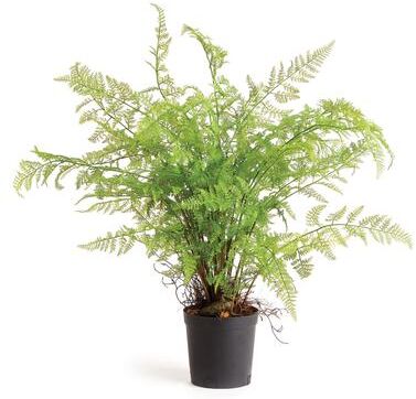 Porch & Petal "Soft Fern Drop-In 36"""