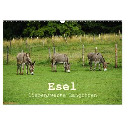 Esel - liebenswerte Langohren (Wandkalender 2027 DIN A3 quer), CALVENDO Monatskalender