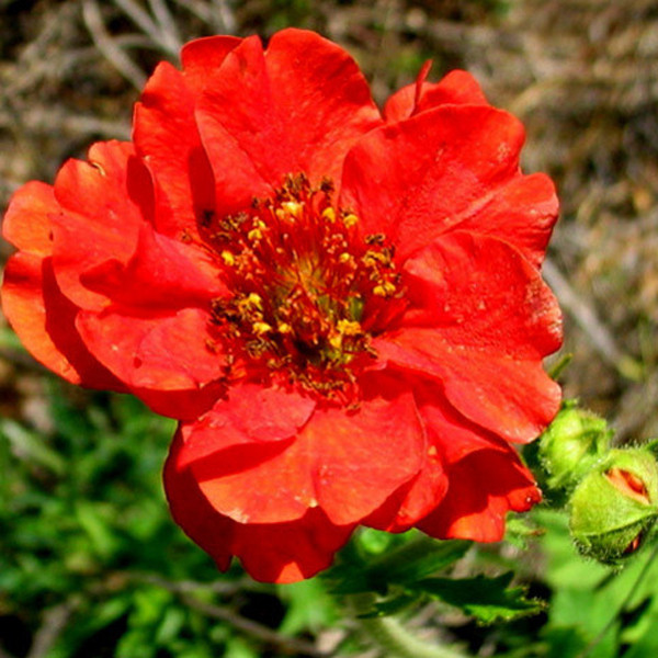 6 x Maagdenpalm Geum chiloense Mrs Bradshaw in pot van 9x9 cm van Arborix
