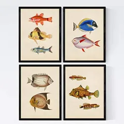POSTER Set mit 4 Atlantico 10 verschiedenen Fischen A4 Schwarzer Rahmen