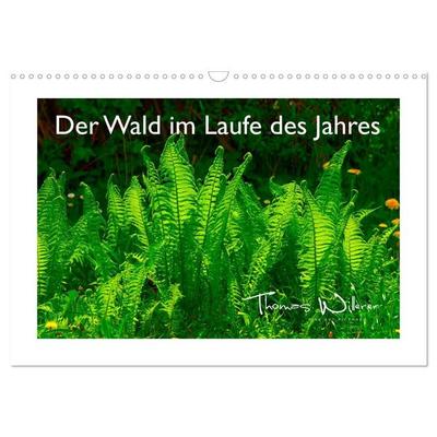 Der Wald im Laufe des Jahres (Wandkalender 2027 DIN A3 quer), CALVENDO Monatskalender