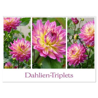 Dahlien-Triplets (Wandkalender 2026 DIN A2 quer), CALVENDO Monatskalender