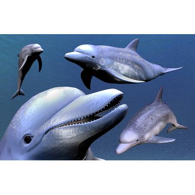 Fototapete PAPERMOON "DELFINE-ZAHNWAL TIER SEE OZEAN MEER WASSER WALE ORCA", bunt, B:4,5m L:2,8m, Vlies, Tapeten