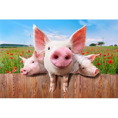 Papermoon "Schweine in Blumenwiese"