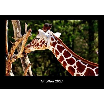 Giraffen 2027 Fotokalender DIN A3
