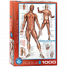 eurographics Puzzle - Das Muskelsystem - 1000 Teile 300978