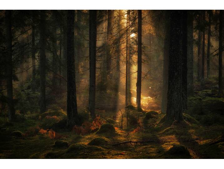 Fototapete PAPERMOON Photo-Art ALLAN WALLBERG, DAS LICHT IM MÄRCHENWALD , bunt, B:5m L:2,8m, Vlies, Tapeten, Fototapete