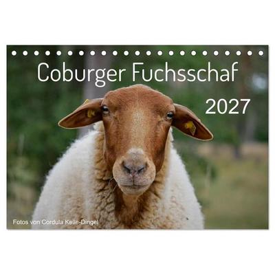Coburger Fuchsschaf (Tischkalender 2027 DIN A5 quer), CALVENDO Monatskalender