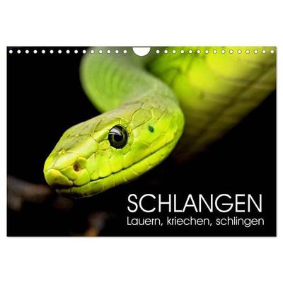 Schlangen. Lauern, kriechen, schlingen (Wandkalender 2027 DIN A4 quer), CALVENDO Monatskalender