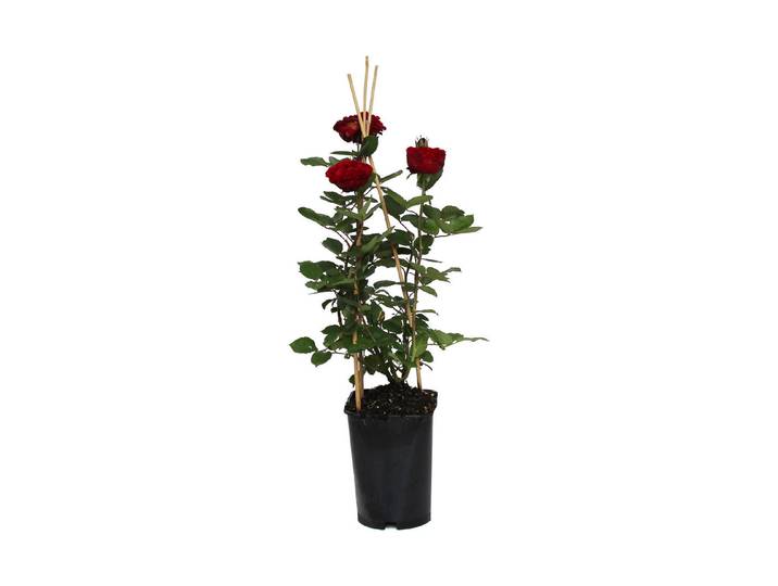 Strauchrose Nadia Renaissance '®(Rosa 'Nadia Renaissance '®), TopfgrösseØ25cm'