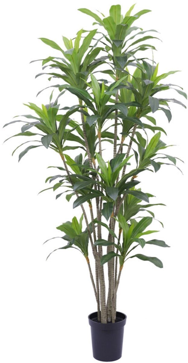 Homebound by Ky Kunstboom Dracaena Real Touch 250 cm