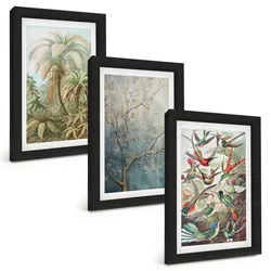 BILDER SET 3er Set - 20x30 cm Schwarzer Rahmen - Tropische Pflanzen, Vögel, Natur
