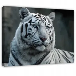 LEINWANDBILD Tiger Tiere Weiß 120x80 cm