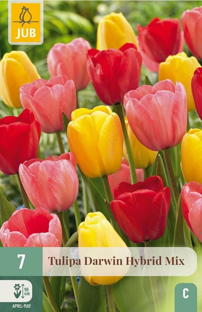 Jub Tulp Darwin Hybride Mix 7 bollen