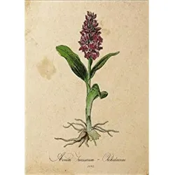 POSTER Orchidee. A4 Rahmenlos
