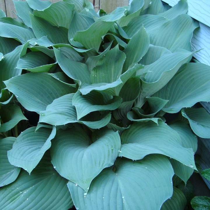 6 x Hosta hybrida Blue Mouse Ears - Arborix - Pot van 9x9 cm