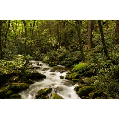 Fototapete PAPERMOON "BACH IM WALD-BÄUME FLUSS SEE STEINE BLUMEN BERGE SONNE", bunt, B:3m L:2,23m, Vlies, Tapeten
